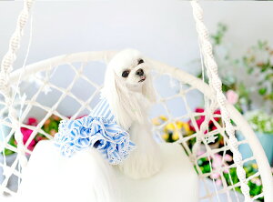  t y{㗤zPEEKAPOODLE XgCvVc/s[X/L~\[ ̕ hbOEFA ybgEFA fUCt s[X Vc o|  Ȍ̂m