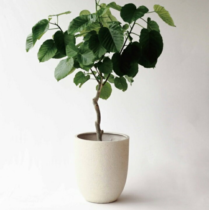 表示 奇跡 オフセット 植木鉢 軽い 大型 プラスチック 子音 戦士 強化 表示 奇跡 オフセット 植木鉢 軽い 大型 プラスチック 子音 戦士 強化