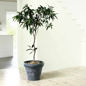 楽天市場 植木鉢 おしゃれ 室内 大型の通販