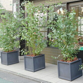 楽天市場 植木鉢 おしゃれ 大型 プラスチック 軽い Llキューブ L Frp 56cm グレー 穴あり 繊維強化プラスチック 四角 スクエア 正方形 立方体 軽量 樹脂 プランター 鉢 特大 大きめ ガーデニング 屋外 植え替え 鉢植え 園芸 観葉植物 多肉植物 塊根植物 サボテン 人工 楽天市場 植木鉢 おしゃれ 大型 プラスチック 軽い Llキューブ L Frp 56cm グレー 穴あり 繊維強化プラスチック 四角 スクエア 正方形 立方体 軽量 樹脂 プランター 鉢 特大 大きめ ガーデニング 屋外 植え替え 鉢植え 園芸 観葉植物 多肉植物 塊根植物 サボテン 人工