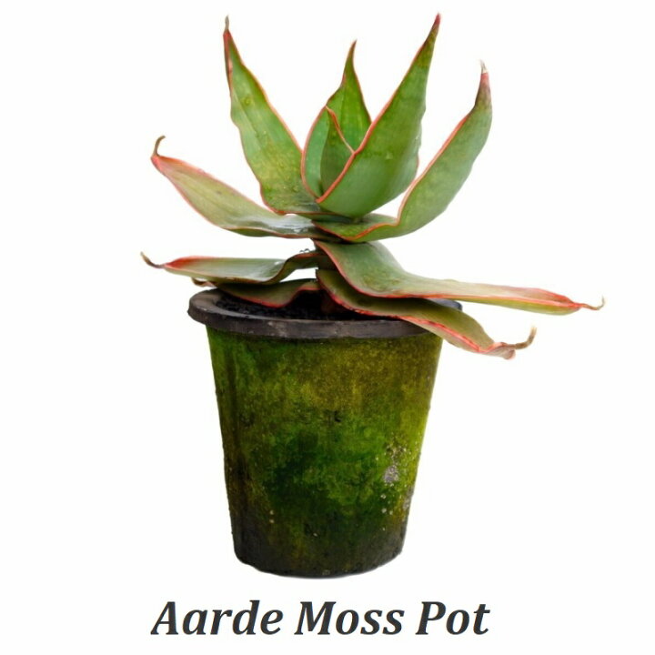 楽天市場 プランター おしゃれ サボテン ジャンクポット深 P L Re Gy 23cm 7 5号 赤 茶 グレー 穴あり 受け皿付 黒 植木鉢 素焼き テラコッタ モスポット 陶器鉢 アンティーク シャビー 鉢 ガーデニング 室内 植え替え 鉢植え 園芸 観葉植物 多肉植物 塊根植物 人工 楽天市場 プランター おしゃれ サボテン ジャンクポット深 P L Re Gy 23cm 7 5号 赤 茶 グレー 穴あり 受け皿付 黒 植木鉢 素焼き テラコッタ モスポット 陶器鉢 アンティーク シャビー 鉢 ガーデニング 室内 植え替え 鉢植え 園芸 観葉植物 多肉植物 塊根植物 人工