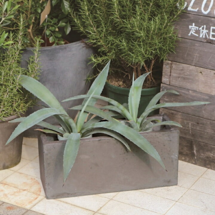 楽天市場 植木鉢 おしゃれ セメント Cc05 S 45cm X 15cm 底穴あり グレー 長方形 横長 長鉢 寄せ植え コンクリート 軽い 長角 プランター 鉢 大型 大きめ ガーデニング 室内 ファイバークレイ 園芸 観葉植物 多肉植物 塊根植物 サボテン 人気 人工観葉植物 花