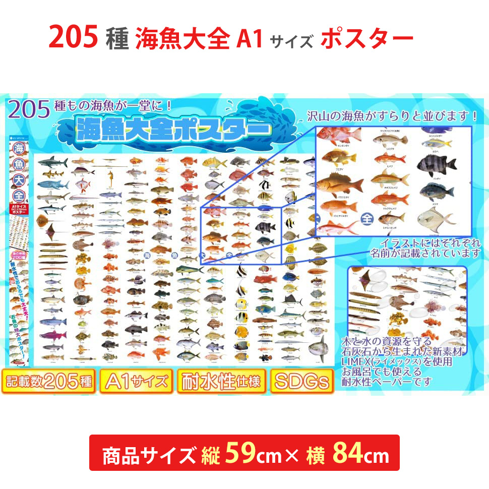 205種類の海魚大全 ポスター お風呂 A1サイズ 日本製 国産 特大 文房具 図鑑 知育 ザ・アクセス