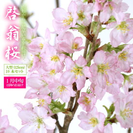 啓翁桜（大型）10本セット（1月〜3月お届け）（45-O）