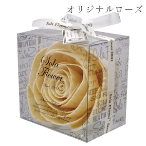 { \t[ i` Sola Flower |v A}IC [tOX v[g  A[W[Mtg v[g