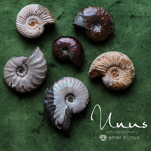 AiCg  / C{[AiCg bht@CA[AiCg yXtBNeX / CeA IuWF Ϗܗp / _ / ammonite /@AmerBijoux/Unus