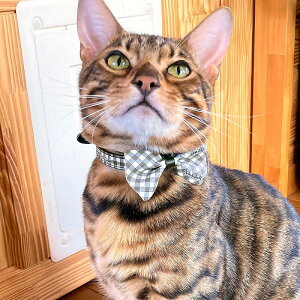 _ ybgoh 킿ӂ[ ^Cybgoh iMK/MKԁj{v  JWA L L lR { 킢 LD ybgpi bh ubN _