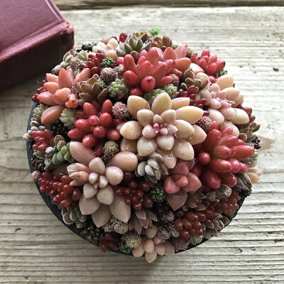 楽天市場 ちまちま寄せ ブラック シルバー 鉢花 多肉植物 寄せ植え おしゃれな寄せ植え Apoa