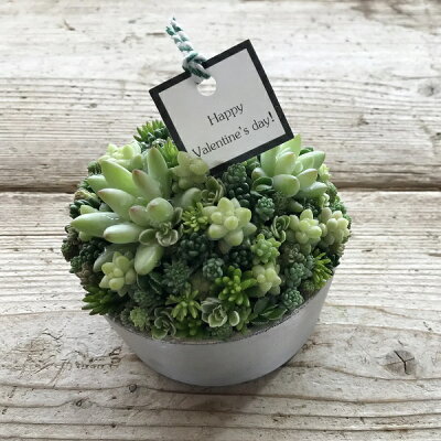 楽天市場 ちまちま寄せ ブラック シルバー 鉢花 多肉植物 寄せ植え おしゃれな寄せ植え Apoa