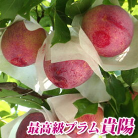 【早期ご予約 数量限定 】【 大玉厳選 山梨県産すもも 貴陽 約2.7kg (約12個～14個) 】送料無料 最高級 プラム落合の貴陽 皇寿 お中元 御中元 李 プラム スモモ 贈り物 ギフト 南アルプス市 すもも発祥の地 落合区 グルメ