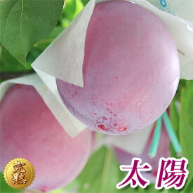 【すもも 太陽 早期ご予約】 【山梨県 境川産 プラム すもも 太陽 約3kg 18~24個 (約1.5kg×2箱)】送料無料 李 大玉スモモ タイヨウ 贈答品 贈り物 数量限定 高級フルーツ お取り寄せグルメ 詰め合わせギフト 産地直送 お中元