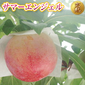 【早期ご予約 数量限定】【 山梨県 境川産 高級すもも サマーエンジェル 約1.4kg 9個～12個】送料無料高級プラム 李 スモモ ギフト ご贈答 フルーツ 果物 山梨県推奨品種 産地直送 お取り寄せグルメ すもも サマーエンジェル 希少品種 詰め合わせギフト