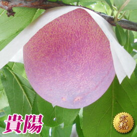 【早期ご予約 数量限定】【山梨県 境川産 プラム 高級すもも 貴陽 (約1.5kg 7個～9個) 】送料無料 高級フルーツ キヨウ 李 スモモ 果物 贈り物 ご贈答 お取り寄せグルメ きよう お中元 御中元 詰め合わせギフト 朝取り 追熟果物です。