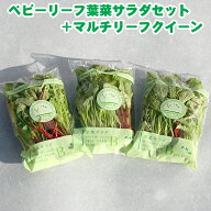 【夏季休業明け出荷】【ベビーリーフ】 葉菜サラダ　3袋セット(葉物野菜)【生野菜サラダ】【甘い・辛い・…