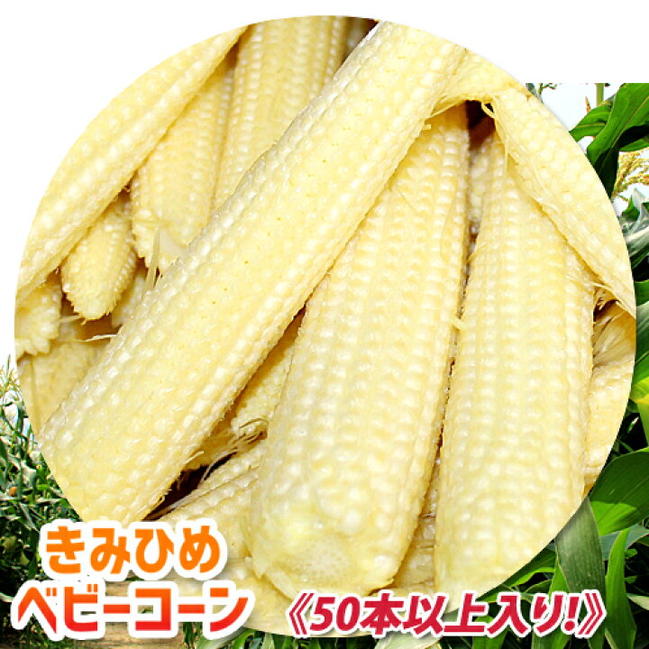 楽天市場 本日発送 50本以上 数量限定 送料無料 希少 朝採りベビーコーン 50本以上入り ヤングコーン ゴールドラッシュ きみひめ 生 皮付きベビーコーン とうもろこし 山梨県産 中道地区 期間限定 あったあった
