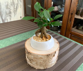 楽天市場 プレゼント 男性 観葉植物 花 観葉植物 花 ガーデン Diyの通販