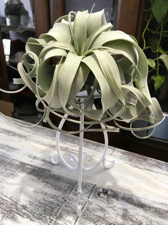 楽天市場 送料無料 観葉植物 おしゃれ エアープランツ エアプランツ キセログラフィカ ホワイト アイアン スタンド スパニッシュモス チランジア インテリア 家具 雑貨 誕生日 丈夫 人気 育てやすい ギフト 植物工房ユーロプランツスタジオ 観葉植物 ユーロ