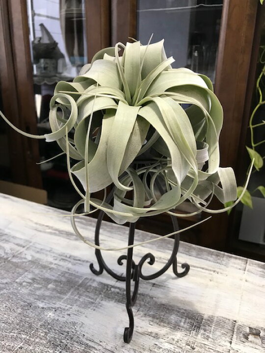 楽天市場 送料無料 観葉植物 おしゃれ エアープランツ エアプランツ キセログラフィカ アイアン スタンド アンティーク ブラウン 買い回り チランジア ティランジア インテリア 家具 雑貨 誕生日 丈夫 人気 育てやすい 植物工房ユーロプランツスタジオ 観葉植物