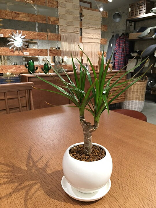 楽天市場 送料無料 観葉植物 おしゃれ ドラセナ コンシンネ 鉢植え 高さcm程度 誕生日 プレゼント ホワイト サークル 受け皿付き 土植え 真実の木 白 陶器 デスク 誕生日 風水 ギフト お祝い 日陰 インテリア 北欧 加湿器 簡単 丈夫 ミニ観葉 トイレ 観葉植物