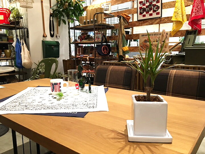 楽天市場 送料無料 観葉植物 おしゃれ ドラセナ コンシンネ 鉢植え 高さcm程度 誕生日 ホワイト キューブ 受け皿付き 土植え 真実の木 白 陶器 デスク 誕生日 風水 ギフト スタジオ お祝い 日陰 インテリア 北欧 加湿器 簡単 丈夫 ミニ観葉 トイレ 観葉植物