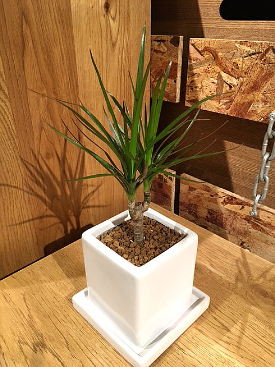 楽天市場 送料無料 観葉植物 おしゃれ ドラセナ コンシンネ 鉢植え 高さcm程度 誕生日 ホワイト キューブ 受け皿付き 土植え 真実の木 白 陶器 デスク 誕生日 風水 ギフト スタジオ お祝い 日陰 インテリア 北欧 加湿器 簡単 丈夫 ミニ観葉 トイレ 観葉植物