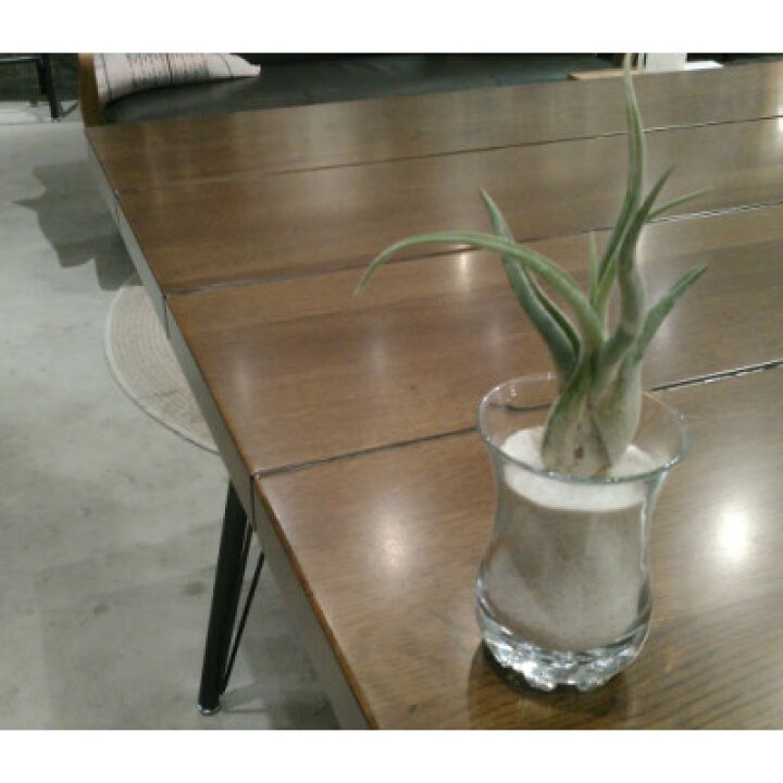 楽天市場 送料無料 エアープランツ エアプランツ 観葉植物 おしゃれ カプトメドゥーサ 10cm程度 デザイン グラス 飾り砂付き チランジア カプトメデューサ インテリア 家具 雑貨 誕生日 丈夫 人気 育てやすい 多肉植物 サボテン 植物工房ユーロプランツスタジオ
