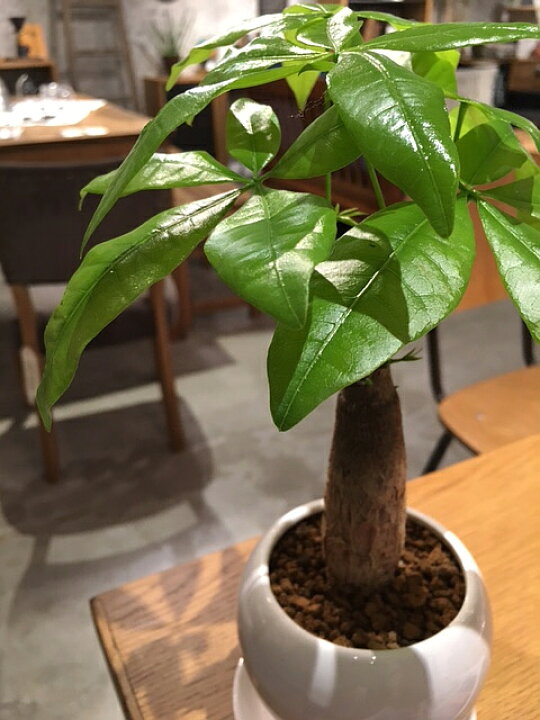 楽天市場 送料無料 観葉植物 おしゃれ パキラ 鉢植え ホワイト サークル 高さcm程度 受け皿付き 土植え 金運アップ 発財樹 お金が貯まる 白 陶器 デスク 誕生日 風水 ギフト お祝い 日陰 インテリア 北欧 加湿器 簡単 丈夫 ミニ観葉 トイレ 観葉植物 ユーロ