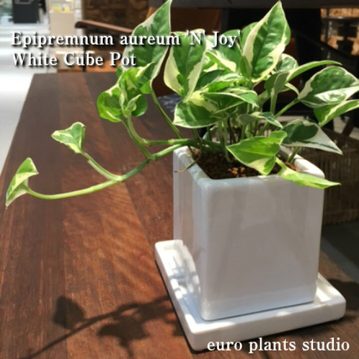 楽天市場 送料無料 観葉植物 おしゃれ ポトス エンジョイ 鉢植え 高さ15cm程度 白 キューブ モダン 陶器 受け皿付き 受賞 陶器 デスク 誕生日 風水 お祝い 開店祝い 北欧 簡単 丈夫 育てやすい 鉢植え 風水 ギフト 花言葉 華やかな明るさ 観葉植物 ユーロ