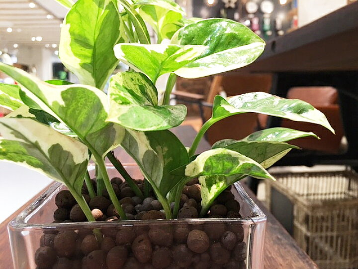 楽天市場 送料無料 ハイドロ カルチャー 観葉 植物 観葉植物 おしゃれ ポトス エンジョイ 高さ15cm程度 角 スクエア グラス ガラス 受賞 陶器 デスク 誕生日 風水 お祝い 開店祝い 誕生日 北欧 簡単 丈夫 鉢植え 風水 花言葉 観葉植物 ユーロプランツスタジオ