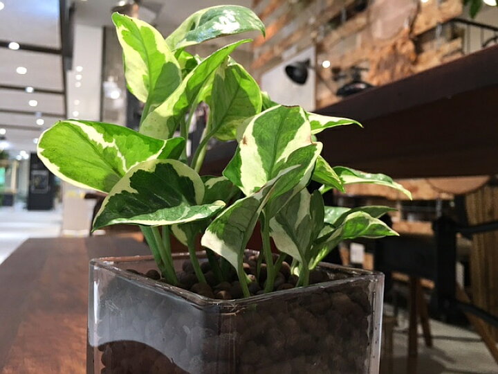 楽天市場 送料無料 ハイドロ カルチャー 観葉 植物 観葉植物 おしゃれ ポトス エンジョイ 高さ15cm程度 角 スクエア グラス ガラス 受賞 陶器 デスク 誕生日 風水 お祝い 開店祝い 誕生日 北欧 簡単 丈夫 鉢植え 風水 花言葉 観葉植物 ユーロプランツスタジオ