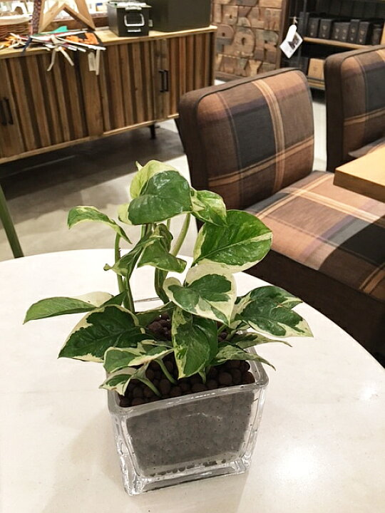 楽天市場 送料無料 ハイドロ カルチャー 観葉 植物 観葉植物 おしゃれ ポトス エンジョイ 高さ15cm程度 角 スクエア グラス ガラス 受賞 陶器 デスク 誕生日 風水 お祝い 開店祝い 誕生日 北欧 簡単 丈夫 鉢植え 風水 花言葉 観葉植物 ユーロプランツスタジオ