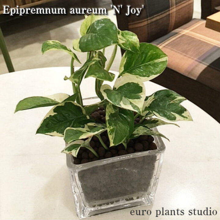 楽天市場 送料無料 ハイドロ カルチャー 観葉 植物 観葉植物 おしゃれ ポトス エンジョイ 高さ15cm程度 角 スクエア グラス ガラス 受賞 陶器 デスク 誕生日 風水 お祝い 開店祝い 誕生日 北欧 簡単 丈夫 鉢植え 風水 花言葉 観葉植物 ユーロプランツスタジオ