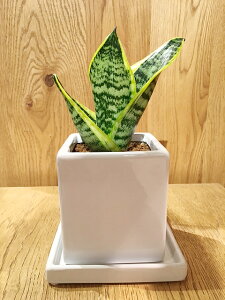 yz ϗtA CeA  TZxA [eB[ RpN^ A 󂯎Mt 15cmx   zCg L[u yTXxA C a Mtg 