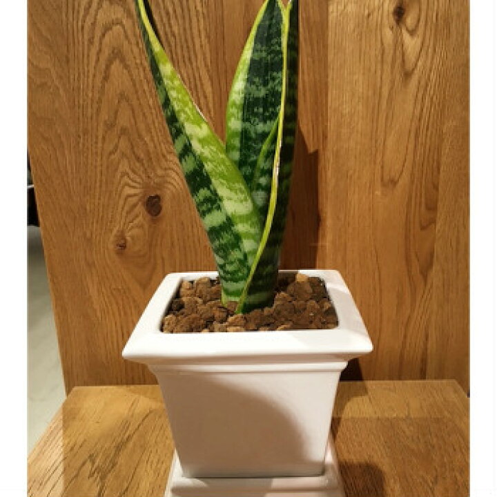 楽天市場 送料無料 観葉植物 おしゃれ サンセベリア ローレンティー コンパクタ 鉢植え 受け皿付き 高さcm程度 白 陶器 ホワイト スクエア サンスベリア 空気清浄樹 誕生日 ギフト スタジオ ゆーろ 土植え 観葉 北欧 ギフト 記念日 誕生日 お祝い 観葉植物 楽天市場 送料無料 観葉植物 おしゃれ サンセベリア ローレンティー コンパクタ 鉢植え 受け皿付き 高さcm程度 白 陶器 ホワイト スクエア サンスベリア 空気清浄樹 誕生日 ギフト スタジオ ゆーろ 土植え 観葉 北欧 ギフト 記念日 誕生日 お祝い 観葉植物