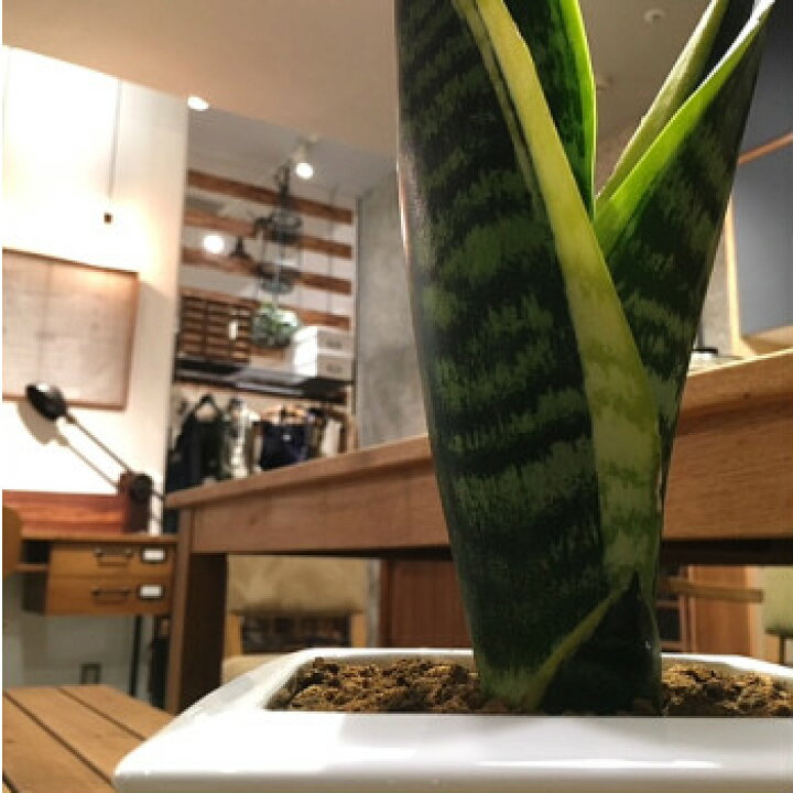 楽天市場 送料無料 観葉植物 おしゃれ サンセベリア ローレンティー コンパクタ 鉢植え 受け皿付き 高さcm程度 白 陶器 ホワイト スクエア サンスベリア 空気清浄樹 誕生日 ギフト スタジオ ゆーろ 土植え 観葉 北欧 ギフト 記念日 誕生日 お祝い 観葉植物 楽天市場 送料無料 観葉植物 おしゃれ サンセベリア ローレンティー コンパクタ 鉢植え 受け皿付き 高さcm程度 白 陶器 ホワイト スクエア サンスベリア 空気清浄樹 誕生日 ギフト スタジオ ゆーろ 土植え 観葉 北欧 ギフト 記念日 誕生日 お祝い 観葉植物