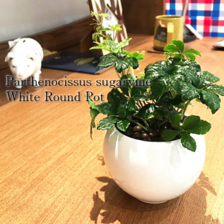 楽天市場 送料無料 ハイドロ カルチャー 観葉 植物 観葉植物 おしゃれ シュガーバイン 洗練されたオトナが選ぶ ホワイト ラウンド 高さ15cm程度 白 丸 つる性 陶器 デスク 誕生日 風水 ギフト お祝い インテリア 家具 雑貨 新築 花言葉 観葉植物 ユーロ