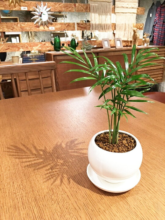 楽天市場】【送料無料】 観葉植物 インテリア おしゃれ テーブルヤシ 