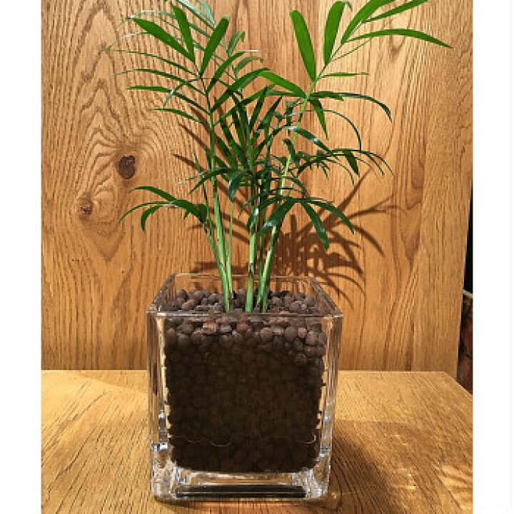 楽天市場 送料無料 ハイドロ カルチャー 観葉 植物 観葉植物 おしゃれ テーブルヤシ スクエア グラス 高さ15cm程度 ガラス ヤシの木 デスク 誕生日 風水 ギフト スタジオ インテリア 北欧 簡単 丈夫 育てやすい ミニ観葉 トイレ 観葉植物 ユーロプランツスタジオ