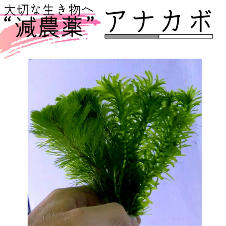 楽天市場 全国 送料無料 アナカボ1束 アナカリス5本 カボンバ5本 15cm程度 減農薬 処理済み 水草 金魚メダカ 熱帯魚 グッピー アクアリウム ギフト お祝い 内祝い プレゼント 植物工房ユーロプランツスタジオ 観葉植物 ユーロプランツスタジオ