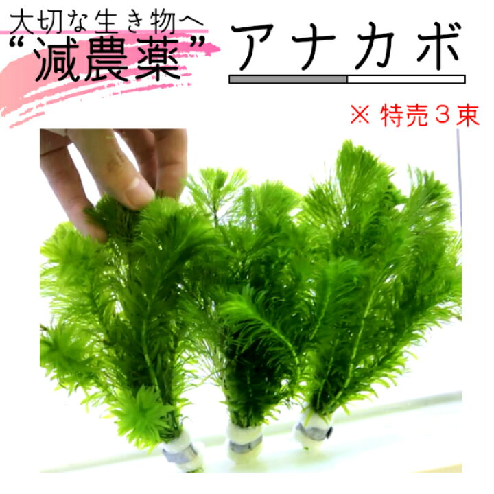 楽天市場 全国 送料無料 アナカボ3束 アナカリス15本 カボンバ15本 長さ15cm程度 減農薬 処理済み 水草 金魚メダカ 熱帯魚 グッピー アクアリウム 植物工房ユーロプランツスタジオ 観葉植物 ユーロプランツスタジオ