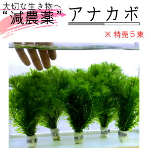 水草 アナカリス 50本 ペットの人気商品 通販 価格比較 価格 Com