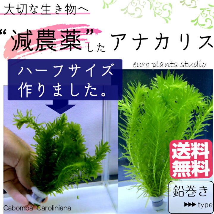 楽天市場 全国 送料無料 減農薬 処理済み アナカリス 1束 8本 セット 長さ15cm程度 金魚 メダカ 熱帯魚 グッピー 水槽 テラリウム アクアリウム 植物工房ユーロプランツスタジオ 観葉植物 ユーロプランツスタジオ 楽天市場 全国 送料無料 減農薬 処理済み アナカリス 1束 8本 セット 長さ15cm程度 金魚 メダカ 熱帯魚 グッピー 水槽 テラリウム アクアリウム 植物工房ユーロプランツスタジオ 観葉植物 ユーロプランツスタジオ