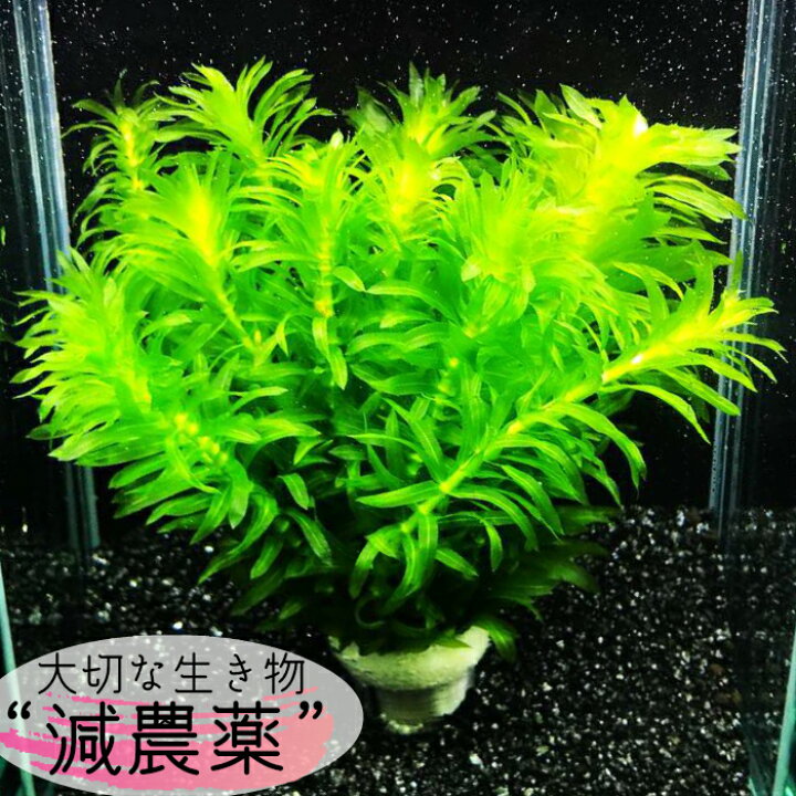 楽天市場 全国 送料無料 アナカリス ハーフサイズ 減農薬 処理済み 5束 40 43本セット 長さ10cm 金魚 メダカ 熱帯魚 グッピー 水槽 テラリウム アクアリウム 植物工房ユーロプランツスタジオ 観葉植物 ユーロプランツスタジオ