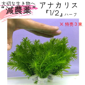 メダカ 水槽 アクアリウム 水草の人気商品 通販 価格比較 価格 Com