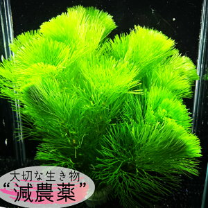 水草 初心者 セットの人気商品 通販 価格比較 価格 Com