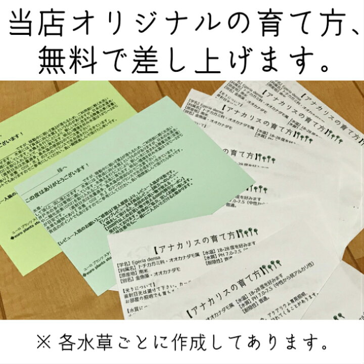 楽天市場 全国 送料無料 減農薬 処理済み マツモ 1セット 5本 長さ10 15cm程度 金魚 メダカ 熱帯魚 グッピー 水槽 テラリウム アクアリウム 植物工房ユーロプランツスタジオ 観葉植物 ユーロプランツスタジオ