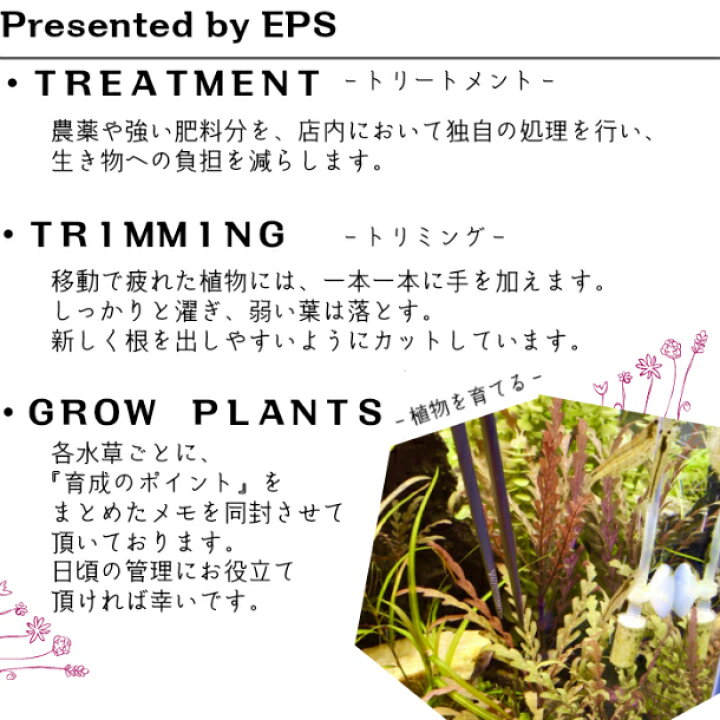 楽天市場 全国 送料無料 減農薬 処理済み ミクロソリウム 3束 12株 長さ5cm 10cm程度 金魚 メダカ 熱帯魚 グッピー 水槽 テラリウム アクアリウム 植物工房ユーロプランツスタジオ 観葉植物 ユーロプランツスタジオ