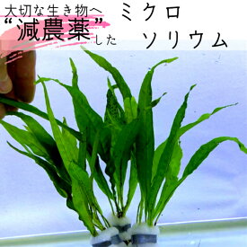 楽天市場 グッピー 水草 水槽 アクアリウム内装 熱帯魚 アクアリウム ペット ペットグッズの通販