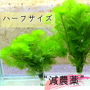 楽天市場 日本 全国 送料無料 カボンバハーフサイズ 減農薬 処理済み 5束 50本 セット 長さ10cm 金魚 メダカ 熱帯魚 小さい 小型水槽 アクアリウム お洒落 父の日 ギフト 記念日 誕生日 お祝い 内祝い プレゼント プチギフト おしゃれ かわいい 植物工房eps