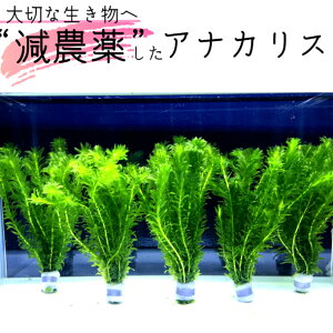 水槽 初心者 セット 水草の人気商品 通販 価格比較 価格 Com